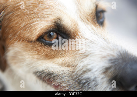 Jack Russell Terrier, close-up Banque D'Images