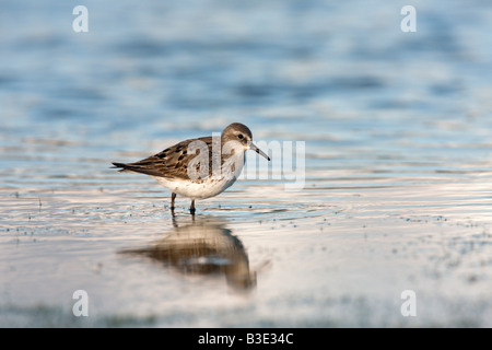 Bécasseau à croupion blanc (Calidris fuscicollis) New York USA summer Banque D'Images