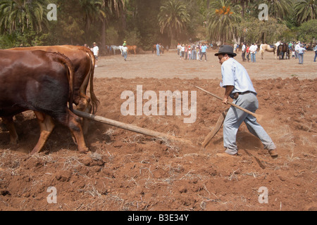 Exploitant agricole espagnol le labour avec charrue en bois et des taureaux à agricole voir Gran Canaria dans les îles Canaries. Banque D'Images