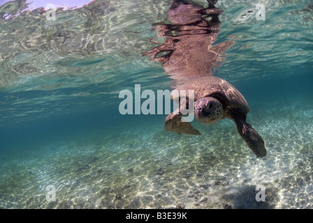 Tortue verte sur la piscine les herbiers en eau peu profonde Banque D'Images