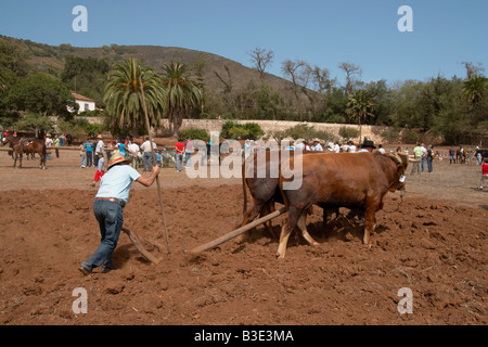 Exploitant agricole espagnol le labour avec charrue en bois et des taureaux à agricole voir Gran Canaria dans les îles Canaries. Banque D'Images