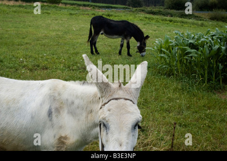 Mules près de Ribadeo CHEMIN DE ST JACQUES CAMINO DE SANTIAGO ou le Nord ou Route Côtière région Galice Espagne Banque D'Images