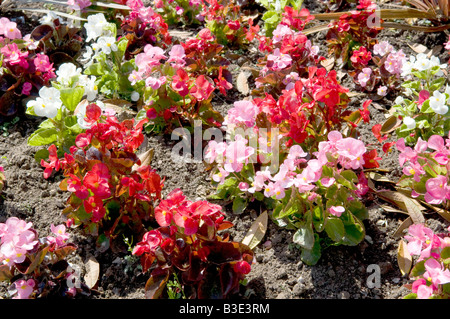 Begoniaceae bégonia 'Devil' mixte Banque D'Images