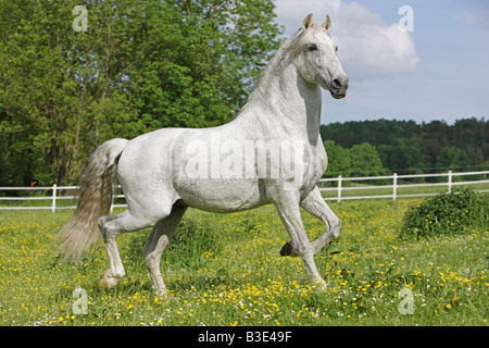 Cheval andalou - trotting on meadow Banque D'Images