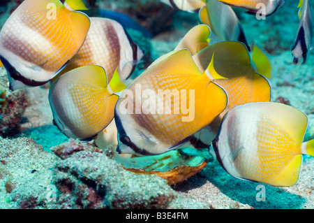 Klein papillons Chaetodon kleinii s du Détroit de Lembeh Indonésie Sulawesi du Nord Banque D'Images