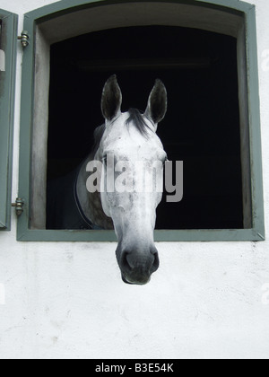 Un cheval regardant par la fenêtre grange stable Banque D'Images