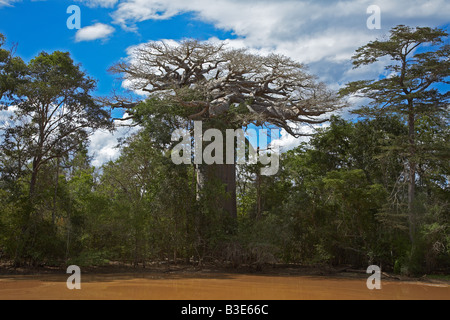 Vieux Baobab reflétée sur les eaux du lac rougeâtre modifier Boabab Baum spiegel sich auf Wasser rotem Banque D'Images