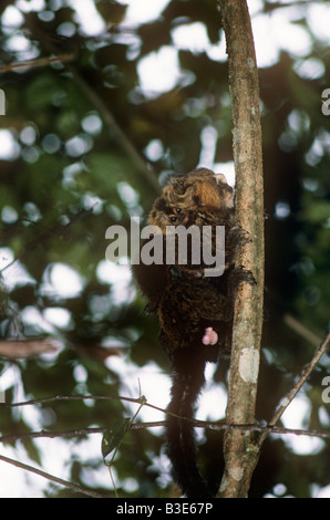 Ouistiti à tête Buffy Callithrix flaviceps homme portant sa progéniture dans la forêt de la côte atlantique du Brésil. Les espèces en voie de disparition Banque D'Images