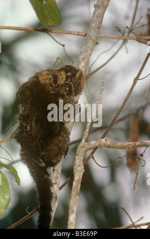 Ouistiti à tête Buffy Callithrix flaviceps homme portant sa progéniture dans la forêt de la côte atlantique du Brésil. Les espèces en voie de disparition Banque D'Images