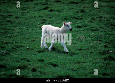 Les jeunes de l'agneau de printemps debout dans un champ vert dans le paysage irlandais, le ressort de l'agneau, la beauté dans la nature, Banque D'Images