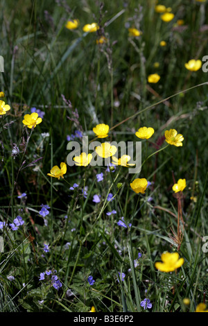 Meadow Buttercup, Ranunculus acris, Hay Meadow, Staveley, Cumbria, Angleterre Banque D'Images