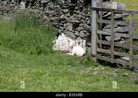 Mouton et agneau couché dans un champ près de Staveley Cumbria, Angleterre Banque D'Images