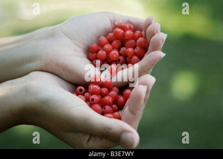 Comme les fruits rouges de l'arils if commun Taxus baccata Banque D'Images