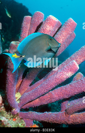 Acanthurus coeruleus tang bleu avec tuyau d'éponges Bonaire Antilles néerlandaises Caraïbes Océan Atlantique Banque D'Images