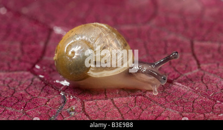 Escargot commun juvénile (Escargot) Cornu aspersum Banque D'Images