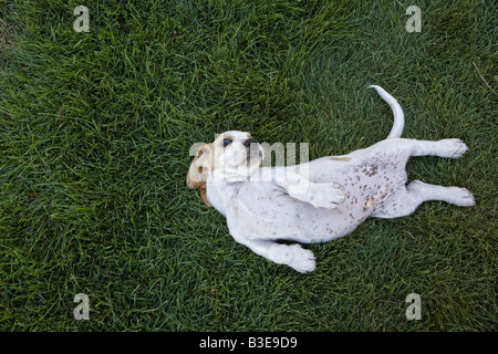 Blanche et beige Cute basset-hound couché à l'envers dans l'herbe avec ventre tacheté montrant Banque D'Images