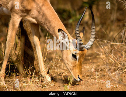 Bull Impala (Aepyceros melampus) tôt le matin, dans le Parc National Kruger en Afrique du Sud, en hiver. Banque D'Images