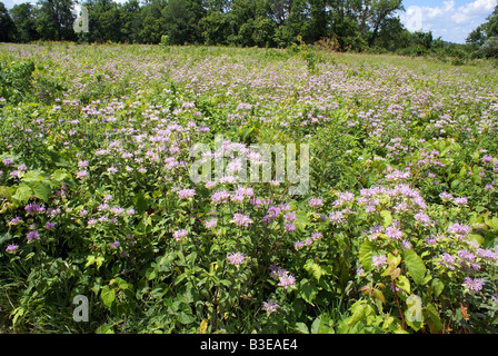 Domaines de fleurs sauvages Banque D'Images