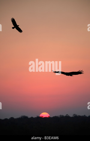 Coucher de soleil avec des aigles (Polemaetus bellicosus martial), de l'Afrique de l'aigle, le plus important dans le parc Kruger, Afrique du Sud. Banque D'Images