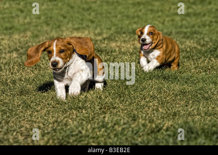 Deux chiots Basset Hound fonctionnant à l'extérieur dans l'herbe Banque D'Images