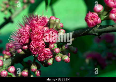 La fleur de Syzygium samarangense ou Eugenia javanica est une espèce dans les Myrtaceae, fruits indigènes de l'Indonésie Banque D'Images