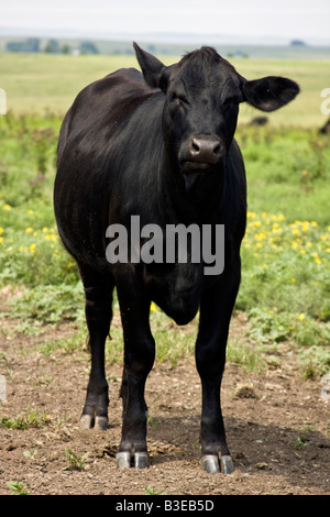 Une vache Black Angus est dans le pâturage dans le Nebraska. Banque D'Images