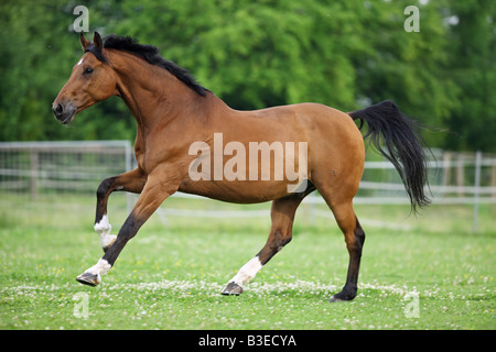 Cheval au galop - holsteiner on meadow Banque D'Images