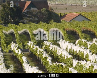 Vin rouge filets couvrant grapes growing sur vigne vignes vignoble Grange noire à Hawkes Bay, Nouvelle-Zélande Banque D'Images