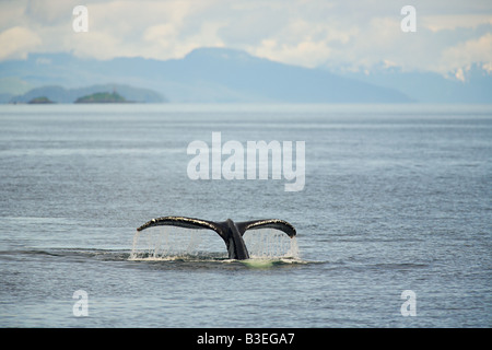 Queue de baleine à bosse