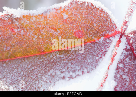 Feuilles couvertes de neige Banque D'Images