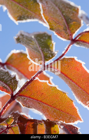 Les feuilles couvertes de neige Banque D'Images