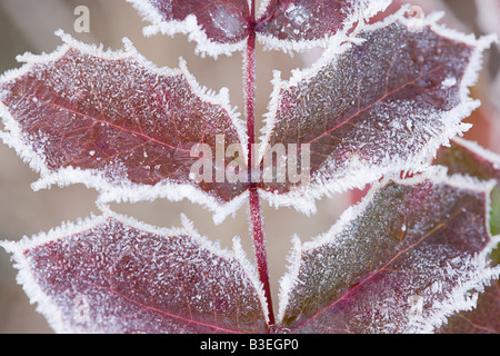 Feuilles congelées Banque D'Images