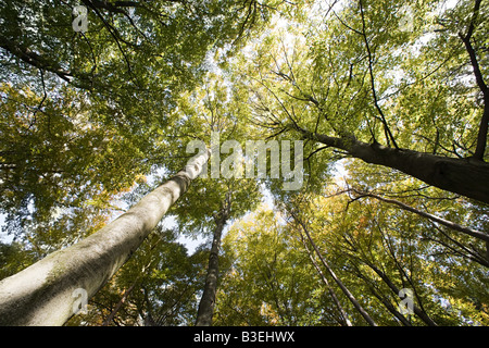 Low angle view of trees Banque D'Images