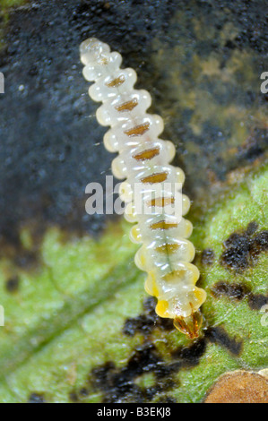 Mineuse Marronnier (Cameraria ohridella), larve on leaf Banque D'Images