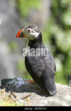 Macareux moine - debout sur rock / Fratercula arctica Banque D'Images