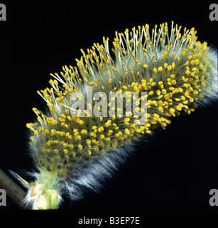 La botanique, des saules (Salix), chaton, au niveau de la branche,, studio shot, close-up, Additional-Rights Clearance-Info-Not-Available- Banque D'Images