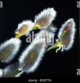 La botanique, des saules (Salix), chaton, au niveau de la branche,, studio shot, close-up, Additional-Rights Clearance-Info-Not-Available- Banque D'Images