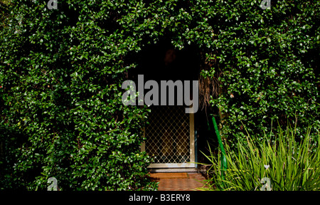 Un homme dans une végétation de la porte. Banque D'Images