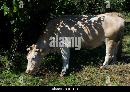 Vache dans Maroñas CHEMIN DE Saint-jacques ou CAMINO DE SANTIAGO - la région Galice Espagne Banque D'Images