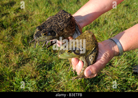 American ouaouaron (Rana catesbeiana), femelle (gauche) et mâle (à droite) a tenu en mains pour la comparaison de taille Banque D'Images