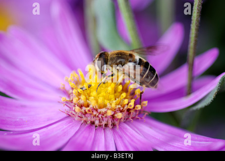 Hoverfly sur fleur aster vivace UK Banque D'Images