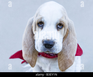 Triste tan et blanc chiot Basset Hound wearing red bandana foulard Banque D'Images