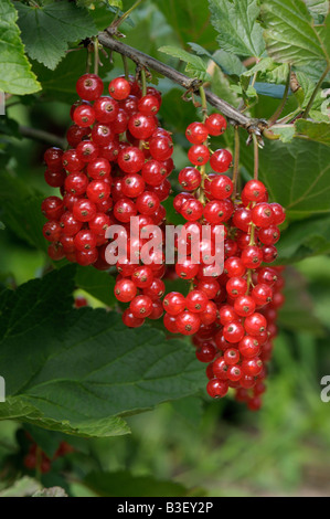 La groseille, de groseille (Ribes rubrum), les baies mûres sur le buisson Banque D'Images