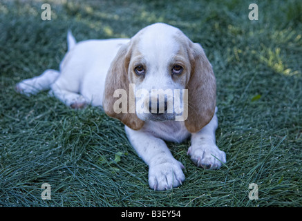 Cute Basset Hound blanche et beige à l'extérieur dans l'herbe verte Banque D'Images