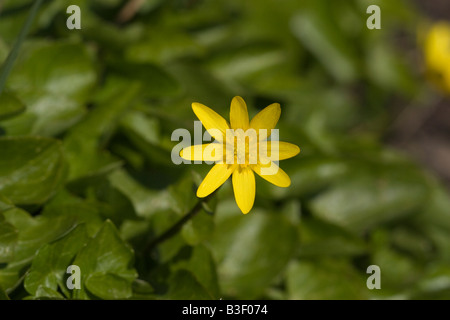 Ficaria verna Huds Lesser celandine Ranunculus ficaria Banque D'Images