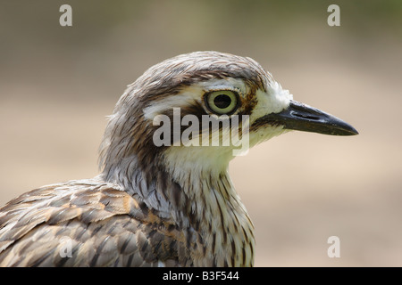 Pierre-Curlew eurasien (Burhinus oedicnemus), portrait Banque D'Images