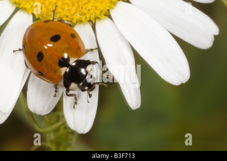 Sevenspot-Ladybird, 7-spot Coccinelle (Coccinella septempunctata) sur fleur Banque D'Images