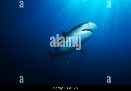 Tiger Shark (galelcerdo cuvieri), vue sous-marine Banque D'Images