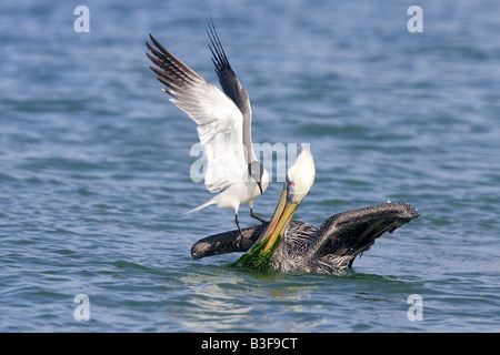 Pélican brun (Pelecanus occidentalis), d'être molestés par Laughing Gull (Larus atricilla) Banque D'Images