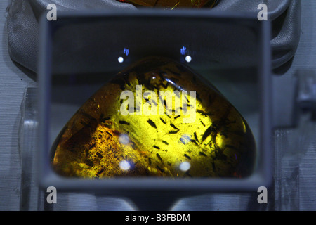 L'ambre dominicaine avec les insectes dans le musée Mundo del Ambar à Santo Domingo, République Dominicaine Banque D'Images